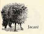 Jacare 1 - Click to view larger image.